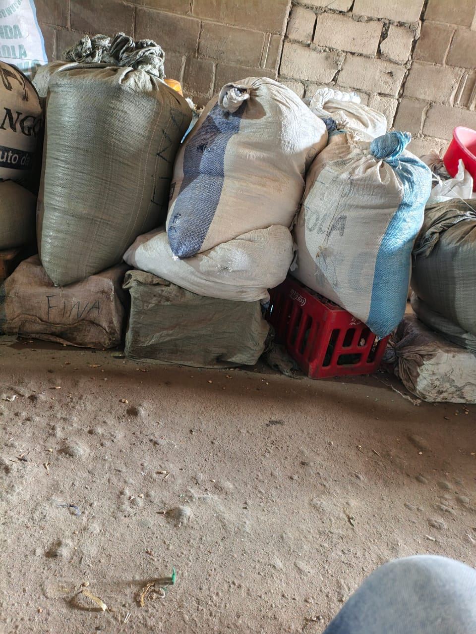 Gado bovino (bois) criado e vendido pela KiambiBusiness